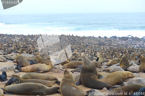 Image of Seals at Cape Cross