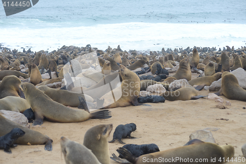 Image of Seals at Cape Cross