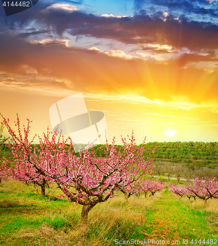 Image of nature
