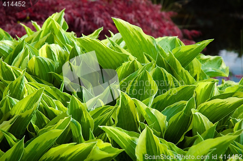 Image of red and green background. garden