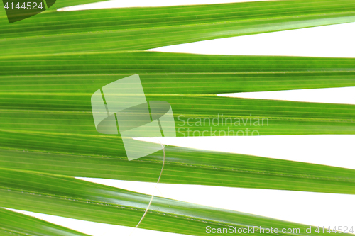Image of green palm tree texture