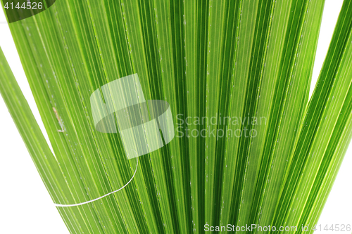 Image of green palm tree texture