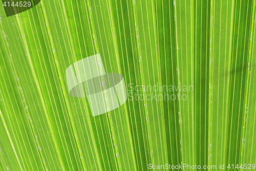 Image of green palm tree texture