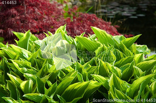 Image of red and green background. garden