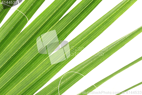 Image of green palm tree texture