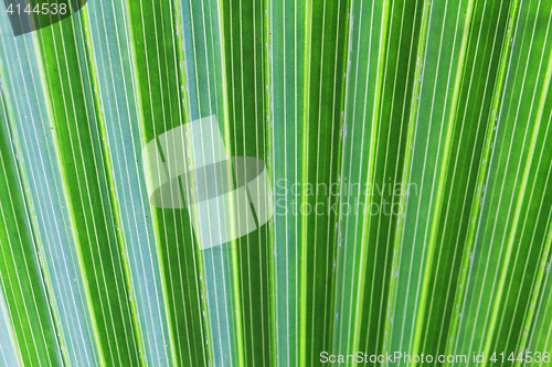 Image of green palm tree texture