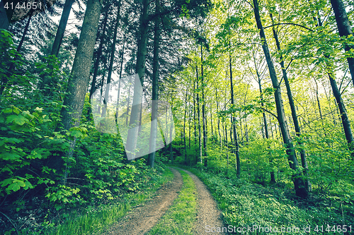 Image of Green trees by a forest path