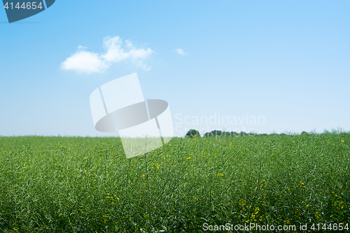 Image of Rapeseed field with green plants