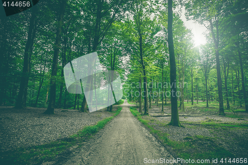 Image of Trail in a dark green forest