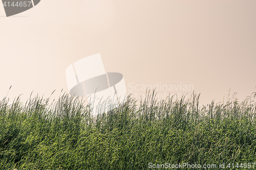 Image of Tall grass on a meadow