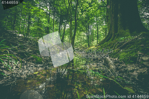 Image of Puddle in a forest with green trees