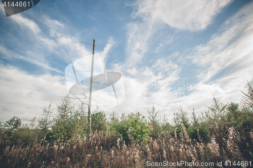 Image of Barenaked tree on a field