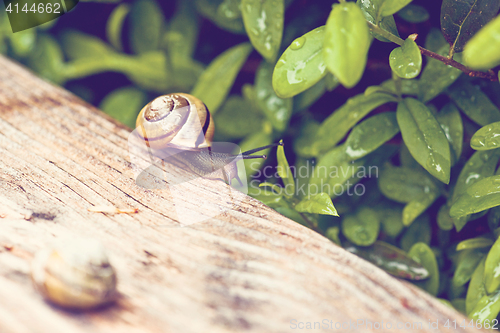 Image of Snail on a piece of wood