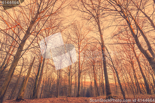 Image of Sunrise in a Scandinavian forest