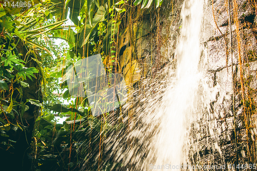 Image of Tropical waterfall in a rainforest with green vegetation