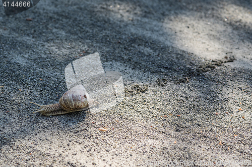 Image of Lonely snail leaving a track