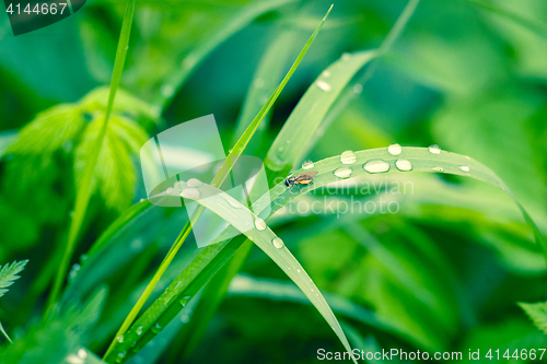 Image of Grass with raindrops in a garden