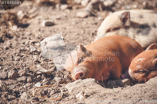 Image of Cute piglet sleeping in a barnyard