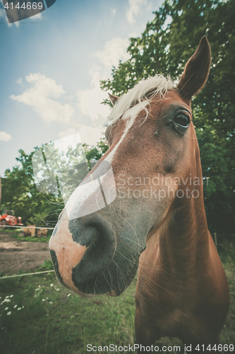 Image of Cute horse close-up