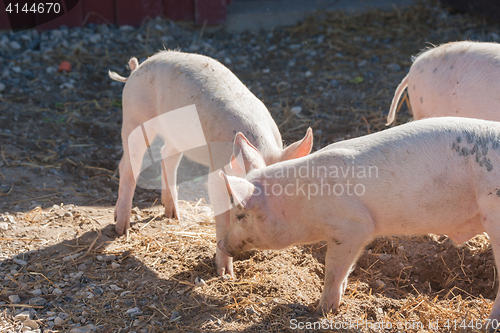 Image of Pigs playing aroung in a yard