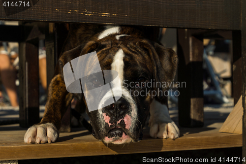 Image of Staffordshire Terrier