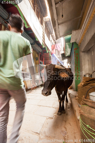 Image of Passerby and cow, Varanasi, India