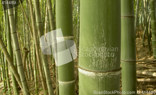 Image of green bamboo background