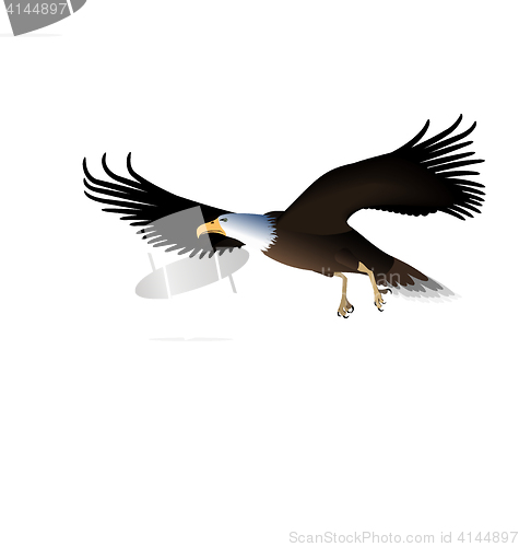 Image of Flying Eagle Isolated on White Background