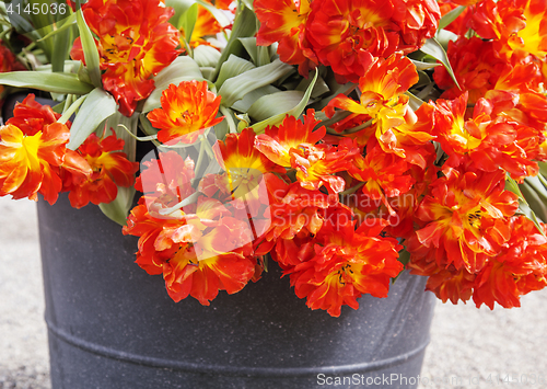 Image of bunch of tulip flowers close up for background, unusual rare shape