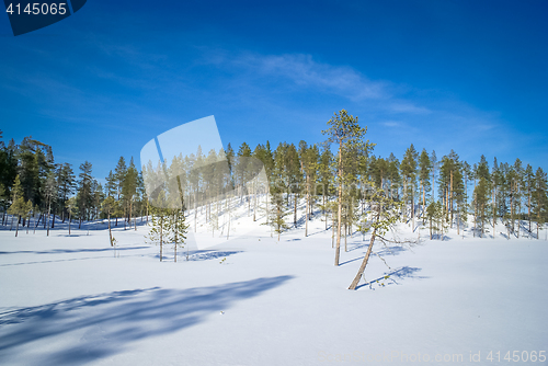 Image of Green trees in Finland