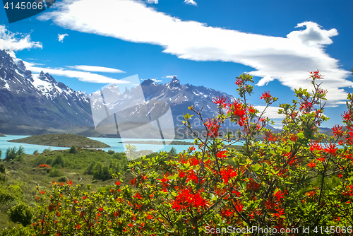 Image of Flowers and snow