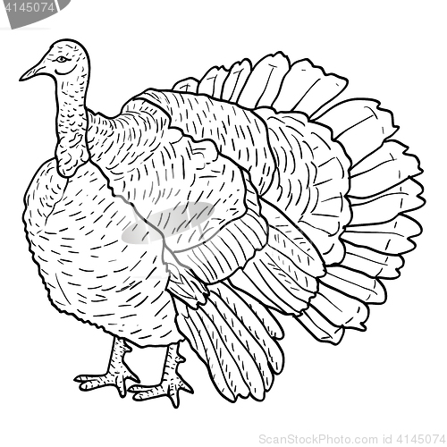 Image of Sketch black turkey on a white background. illustration.