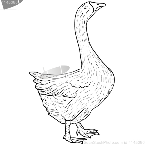 Image of Sketch grey goose on a white background. illustration.