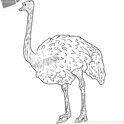 Image of Sketch big ostrich standing on a white background. illustration