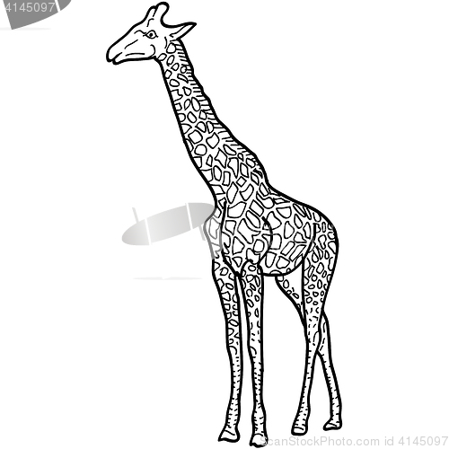 Image of Sketch of a high African giraffe on white background. illustration