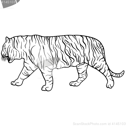 Image of Sketch beautiful tiger on a white background. illustration