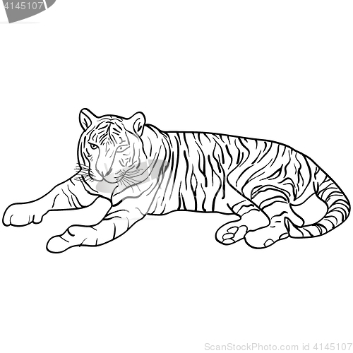 Image of Sketch beautiful tiger on a white background. illustration