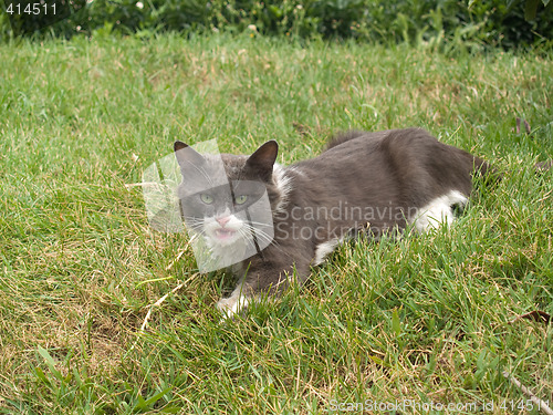 Image of Scared Cat Snarling
