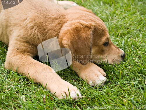 Image of Tired Puppy on Grass
