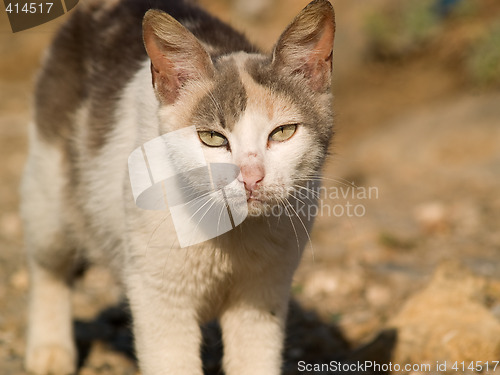 Image of Mixed-bred Cat Telezoom