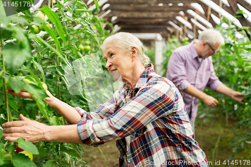 Image of old woman picking tomatoes up at farm greenhouse