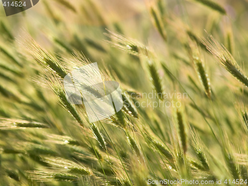 Image of Wheat Ears in Field