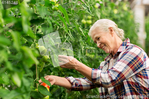 Image of senior woman growing tomatoes at farm greenhouse