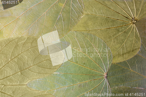 Image of 