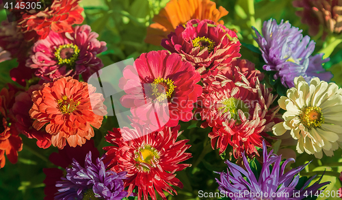 Image of Beautiful flowers of pink and red chrysanthemums.