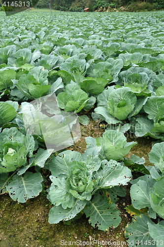 Image of Rows of grown cabbages in Cameron Highland