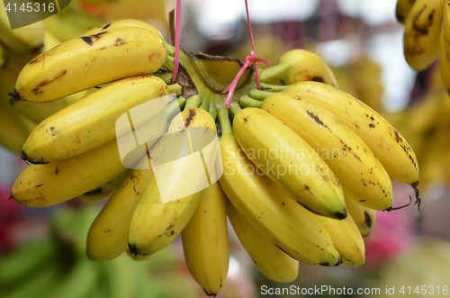 Image of Bananas hanging for sale 