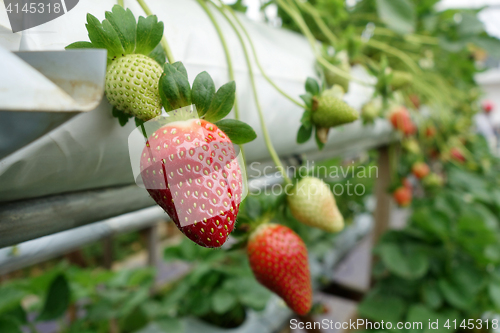 Image of Fresh strawberries that are grown in greenhouses