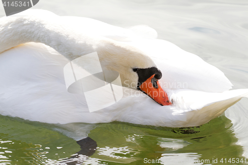 Image of White swan