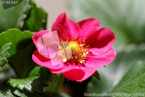 Image of Strawberry flower